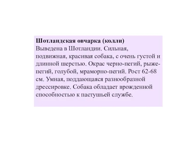 Шотландская овчарка (колли) Выведена в Шотландии. Сильная, подвижная, красивая собака, с