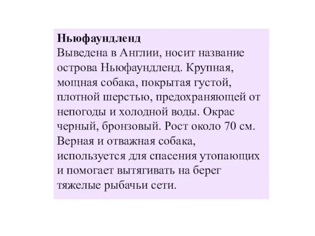 Ньюфаундленд Выведена в Англии, носит название острова Ньюфаундленд. Крупная, мощная собака,