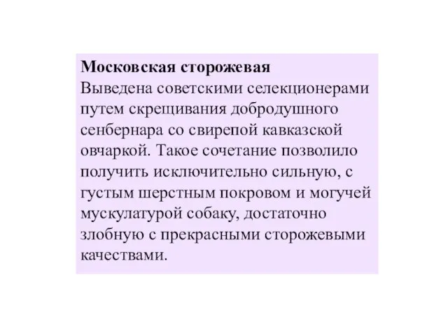 Московская сторожевая Выведена советскими селекционерами путем скрещивания добродушного сенбернара со свирепой