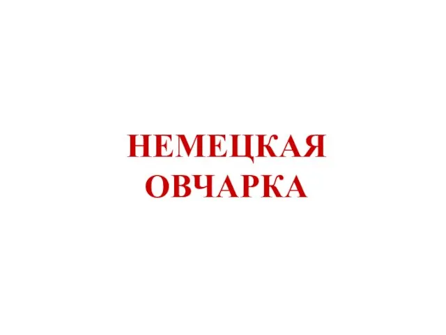 НЕМЕЦКАЯ ОВЧАРКА