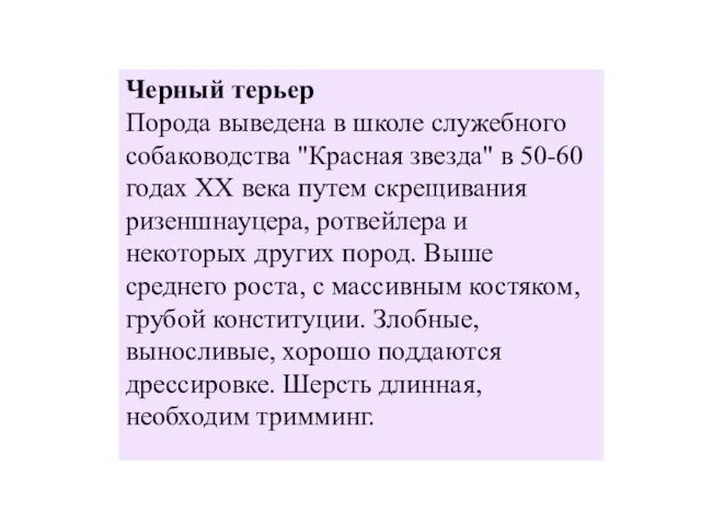 Черный терьер Порода выведена в школе служебного собаководства "Красная звезда" в