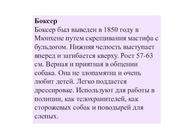 Боксер Боксер был выведен в 1850 году в Мюнхене путем скрещивания