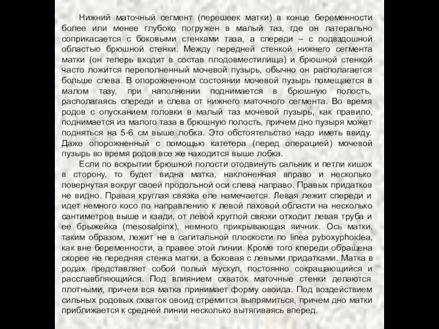 Нижний маточный сегмент (перешеек матки) в конце беременности более или менее