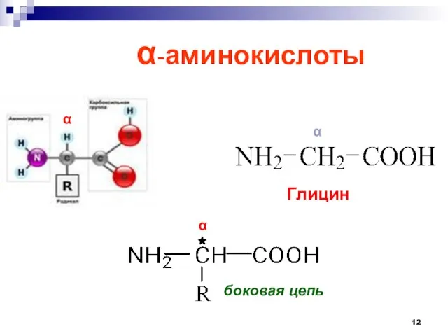 -аминокислоты α α Глицин боковая цепь α