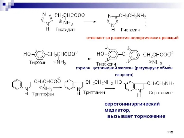 отвечает за развитие аллергических реакций гормон щитовидной железы (регулирует обмен веществ) серотонинэргический медиатор, вызывает торможение