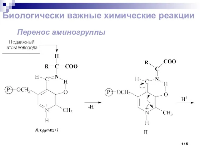 Биологически важные химические реакции Перенос аминогруппы