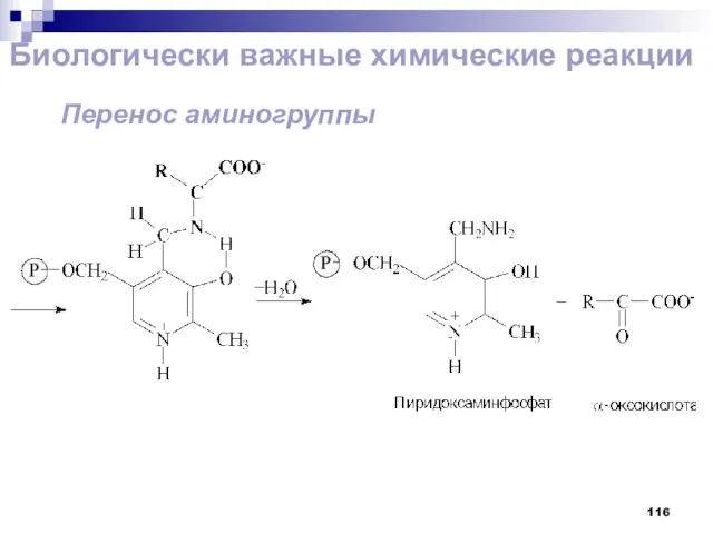 Биологически важные химические реакции Перенос аминогруппы