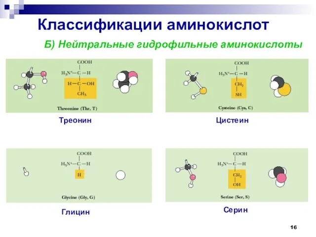 Классификации аминокислот Б) Нейтральные гидрофильные аминокислоты Глицин Серин Треонин Цистеин