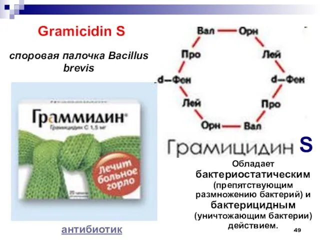 Gramicidin S S споровая палочка Bacillus brevis Обладает бактериостатическим (препятствующим размножению