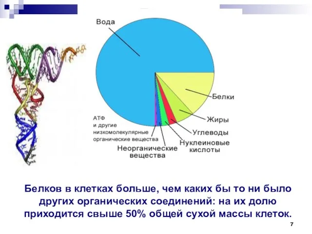 Белков в клетках больше, чем каких бы то ни было других