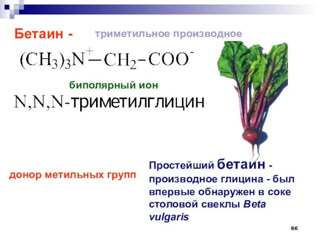 Простейший бетаин - производное глицина - был впервые обнаружен в соке