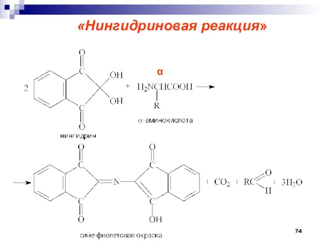 «Нингидриновая реакция» 