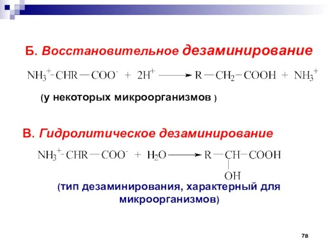 Б. Восстановительное дезаминирование (у некоторых микроорганизмов ) В. Гидролитическое дезаминирование (тип дезаминирования, характерный для микроорганизмов)