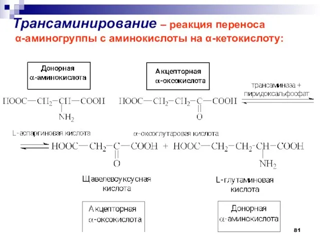 Трансаминирование – реакция переноса α-аминогруппы с аминокислоты на α-кетокислоту: