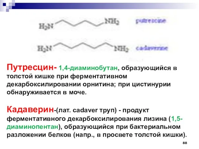 Путресцин- 1,4-диаминобутан, образующийся в толстой кишке при ферментативном декарбоксилировании орнитина; при