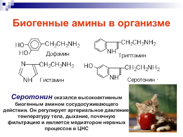 Биогенные амины в организме Серотонин оказался высокоактивным биогенным амином сосудосуживающего действия.