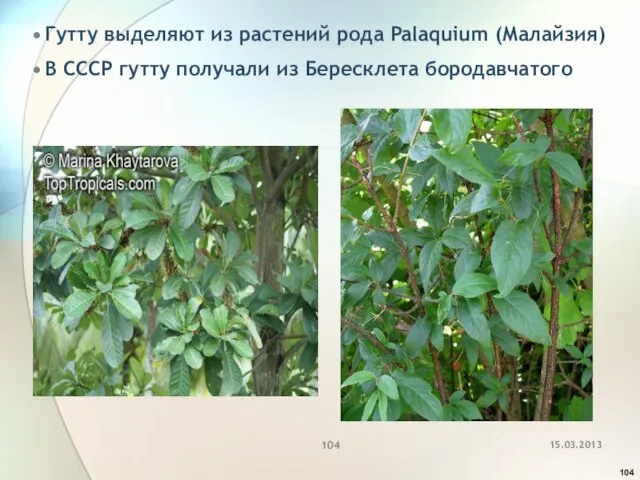 Гутту выделяют из растений рода Palaquium (Малайзия) В СССР гутту получали из Бересклета бородавчатого
