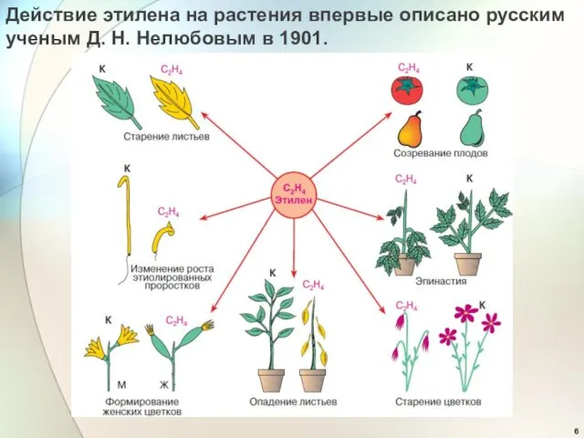 Действие этилена на растения впервые описано русским ученым Д. Н. Нелюбовым в 1901.
