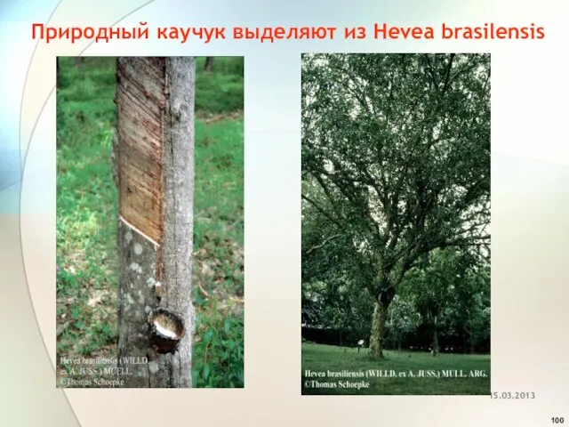Природный каучук выделяют из Hevea brasilensis