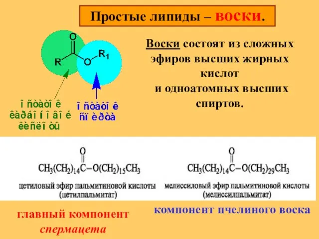 Простые липиды – воски. Воски состоят из сложных эфиров высших жирных