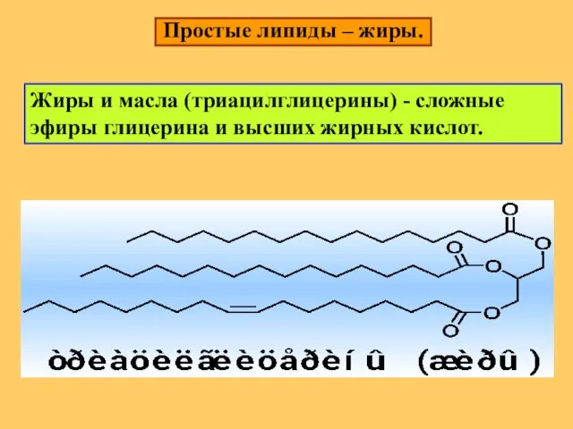 Простые липиды – жиры. Жиры и масла (триацилглицерины) - сложные эфиры глицерина и высших жирных кислот.