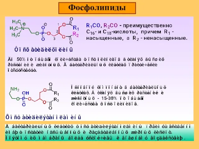 Фосфолипиды