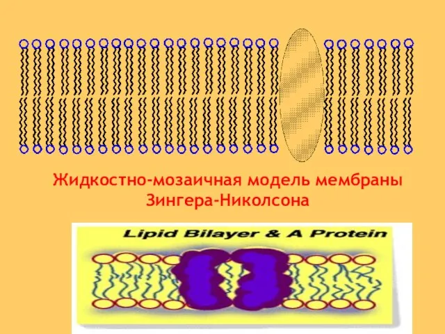 Жидкостно-мозаичная модель мембраны Зингера-Николсона