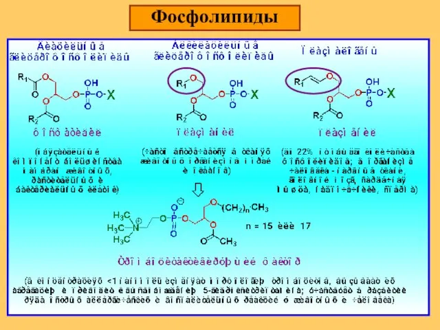 Фосфолипиды