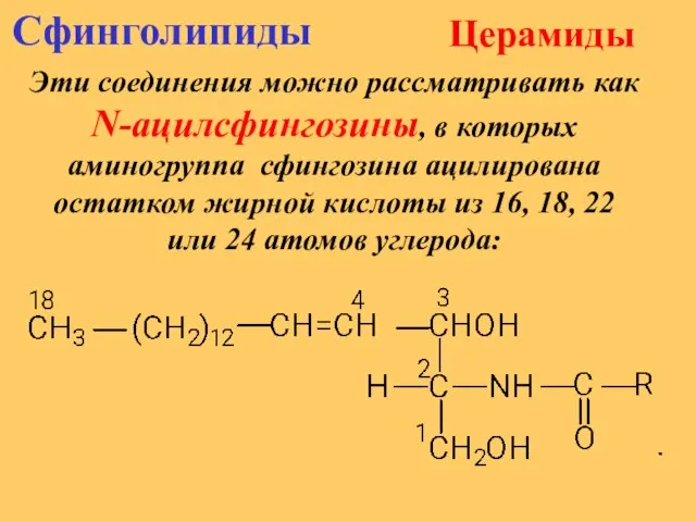 Церамиды Эти соединения можно рассматривать как N-ацилсфингозины, в которых аминогруппа сфингозина