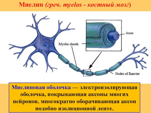 Миелин (греч. myelos - костный мозг) Миелиновая оболочка — электроизолирующая оболочка,