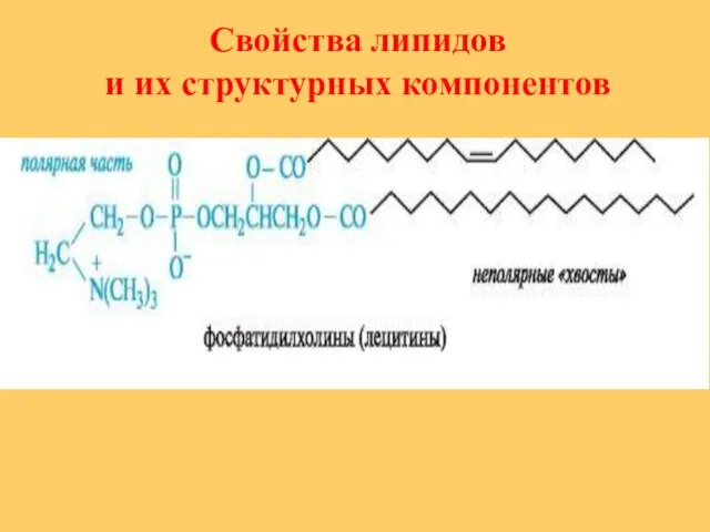 Свойства липидов и их структурных компонентов