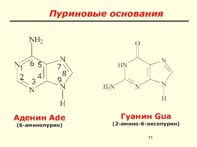Пуриновые основания Аденин Ade (6-аминопурин) Гуанин Gua (2-амино-6-оксопурин)