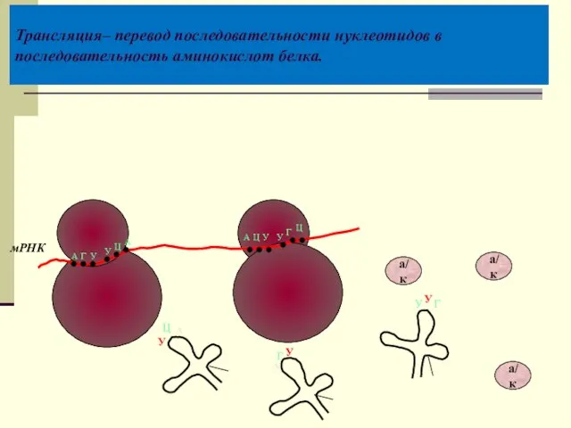 Трансляция– перевод последовательности нуклеотидов в последовательность аминокислот белка. мРНК А Г