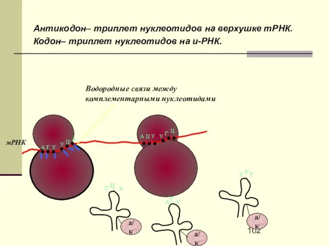 Антикодон– триплет нуклеотидов на верхушке тРНК. Кодон– триплет нуклеотидов на и-РНК.