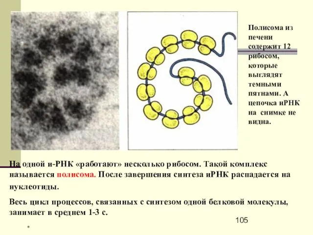 На одной и-РНК «работают» несколько рибосом. Такой комплекс называется полисома. После