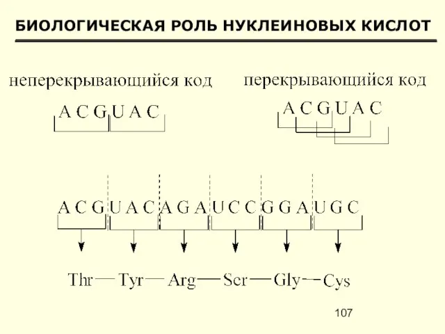 БИОЛОГИЧЕСКАЯ РОЛЬ НУКЛЕИНОВЫХ КИСЛОТ