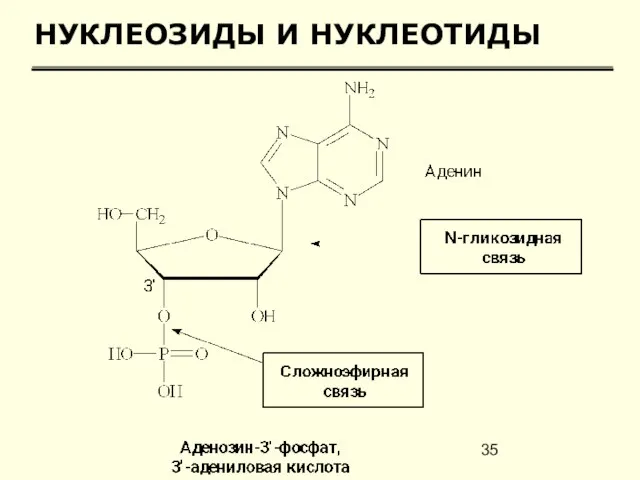 НУКЛЕОЗИДЫ И НУКЛЕОТИДЫ