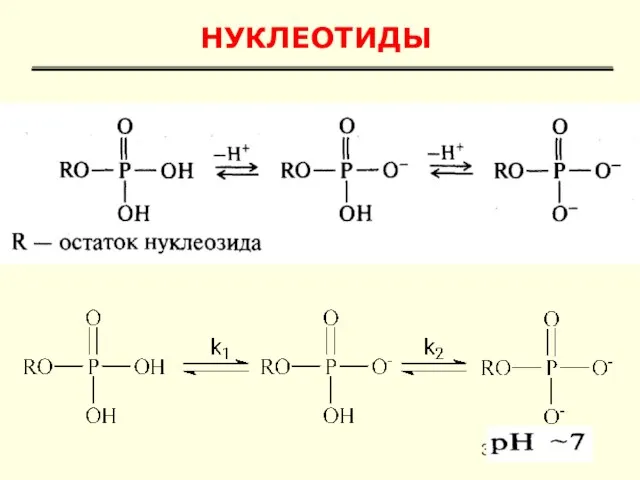 НУКЛЕОТИДЫ