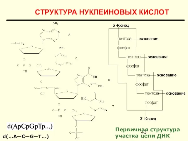 Первичная структура участка цепи ДНК d(…A—С—G—Т...) СТРУКТУРА НУКЛЕИНОВЫХ КИСЛОТ