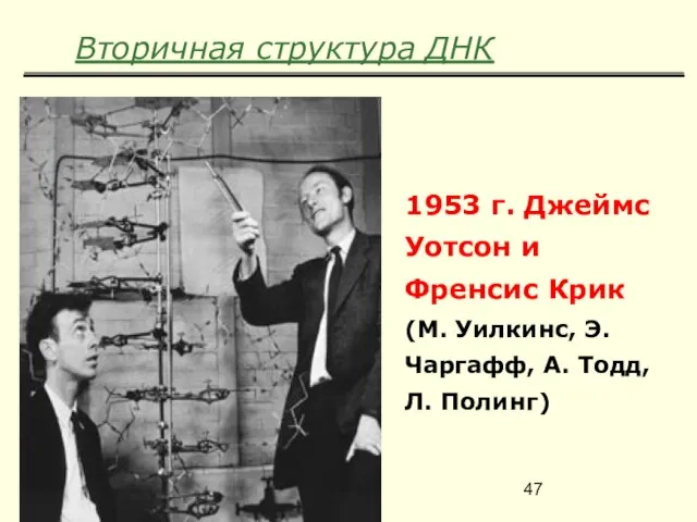 Вторичная структура ДНК 1953 г. Джеймс Уотсон и Френсис Крик (М.