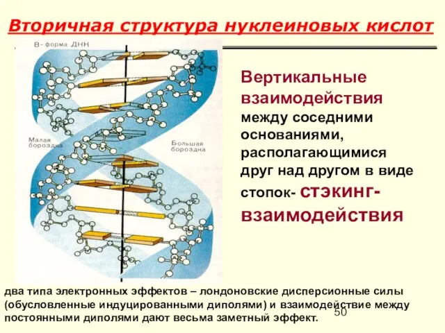 Вторичная структура нуклеиновых кислот Вертикальные взаимодействия между соседними основаниями, располагающимися друг