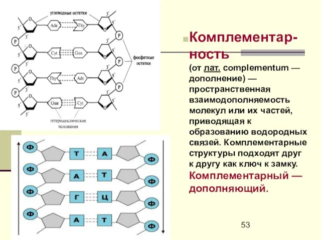 Комплементар-ность (от лат. complementum — дополнение) — пространственная взаимодополняемость молекул или