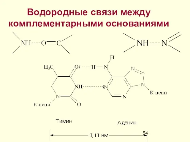 Водородные связи между комплементарными основаниями