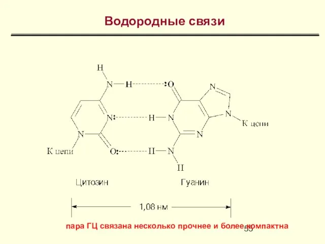 Водородные связи пара ГЦ связана несколько прочнее и более компактна