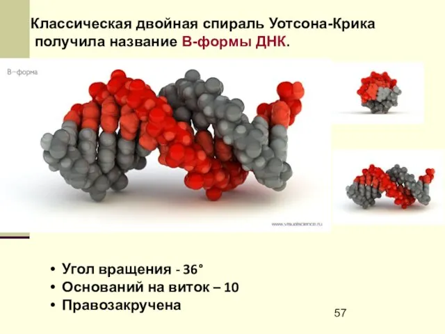 Угол вращения - 36° Оснований на виток – 10 Правозакручена Классическая