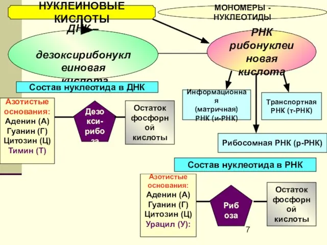 НУКЛЕИНОВЫЕ КИСЛОТЫ МОНОМЕРЫ - НУКЛЕОТИДЫ ДНК – дезоксирибонуклеиновая кислота РНК рибонуклеиновая