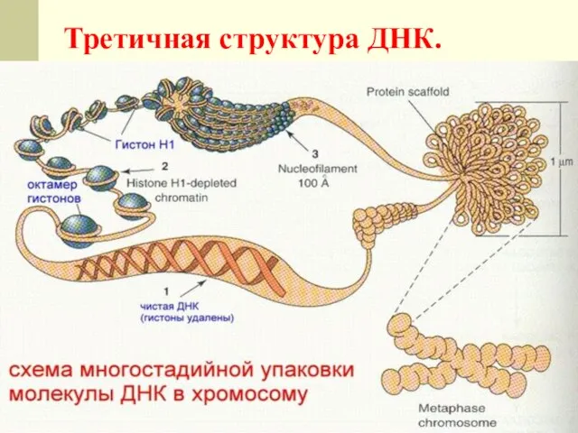 Третичная структура ДНК.