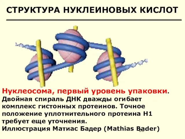 СТРУКТУРА НУКЛЕИНОВЫХ КИСЛОТ Нуклеосома, первый уровень упаковки. Двойная спираль ДНК дважды