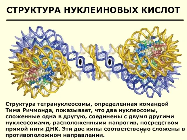 СТРУКТУРА НУКЛЕИНОВЫХ КИСЛОТ Структура тетрануклеосомы, определенная командой Тима Ричмонда, показывает, что