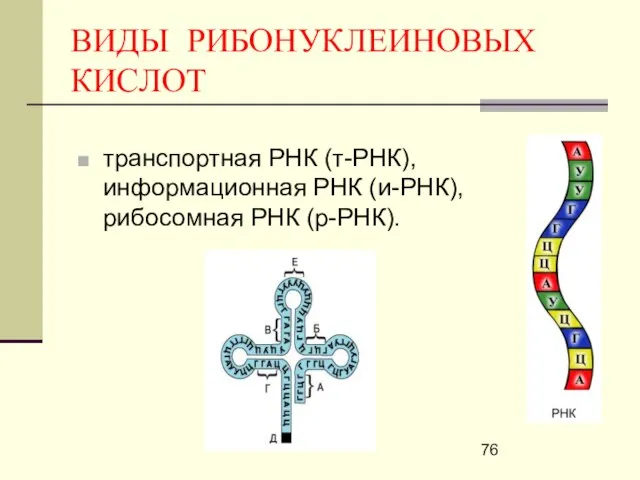 ВИДЫ РИБОНУКЛЕИНОВЫХ КИСЛОТ транспортная РНК (т-РНК), информационная РНК (и-РНК), рибосомная РНК (р-РНК).